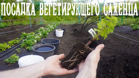 Определение вегетирующего саженца винограда