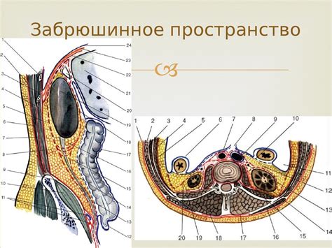 Определение забрюшинного пространства