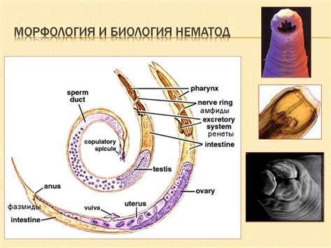 Определение и вредоносность нематод