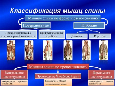 Определение и значение топографии мышц