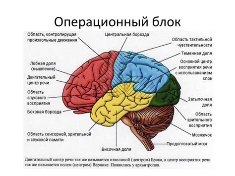 Определение и значимость функциональной зоны мозга