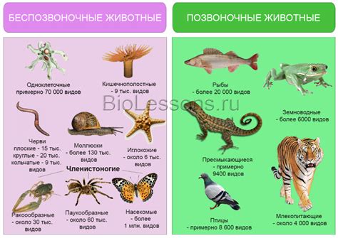 Определение и классификация животных