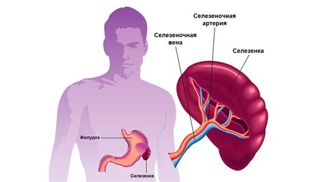 Определение и назначение соскоба пульпы селезенки