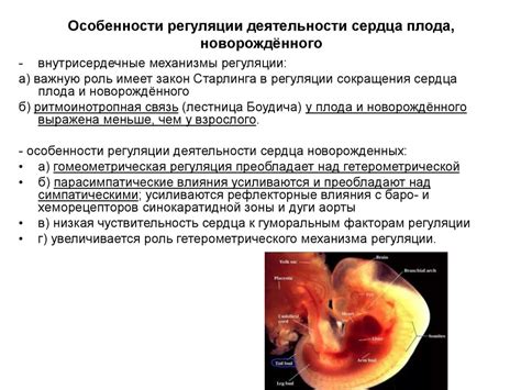 Определение и особенности Эмбрион 3ва