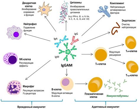 Определение и роль специфических иммуноглобулинов