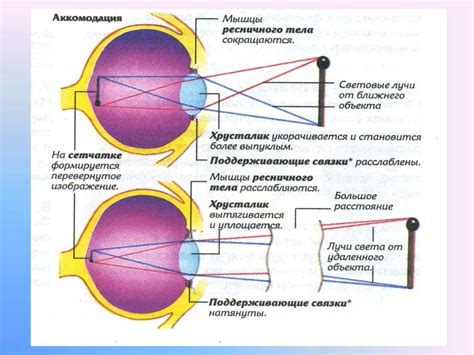 Определение и смысл плотоядного взгляда