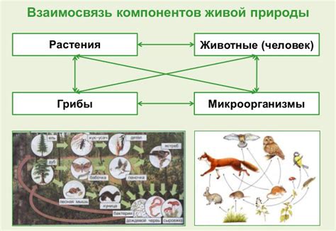 Определение и суть бренных останков