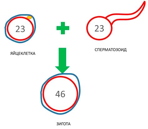 Определение и суть клонирования себя