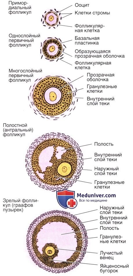 Определение и функции фолликула