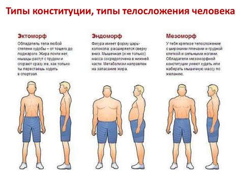 Определение и характеристики сбитого телосложения