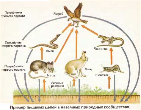 Определение консументов 1 порядка