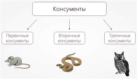 Определение консументов 2 порядка