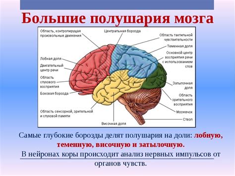 Определение концепции дифференцированных структур головного мозга