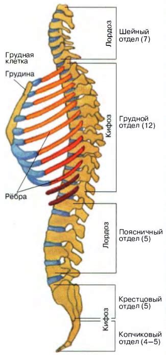 Определение коренастого туловища