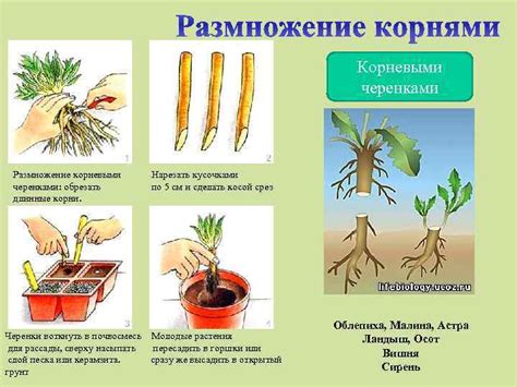 Определение культивации растений