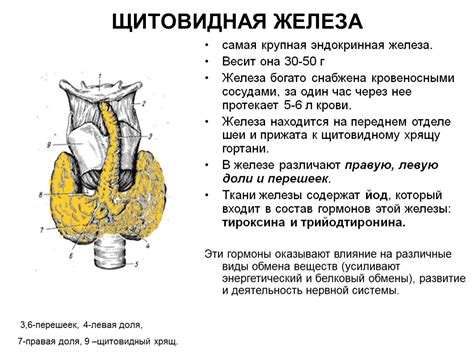 Определение культи щитовидной железы