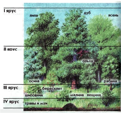 Определение леса стоячего