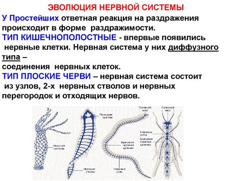 Определение лестничного типа нервной системы