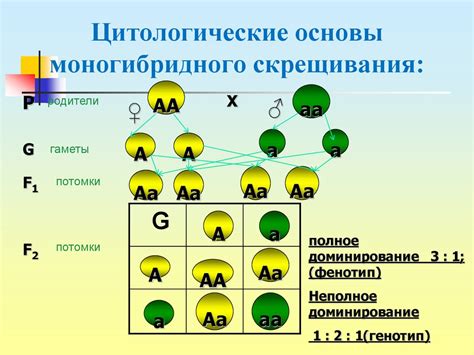 Определение моногибридного скрещивания