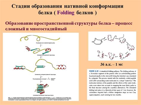 Определение нативной структуры белка