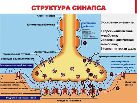 Определение нервно-больных и их особенности