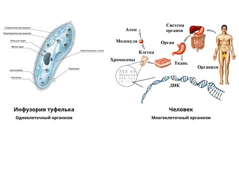 Определение одноклеточного организма