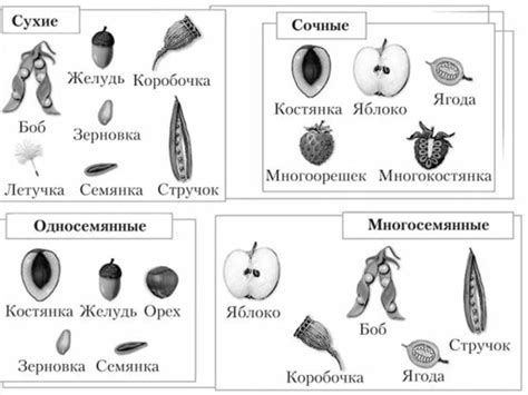 Определение односемянных плодов