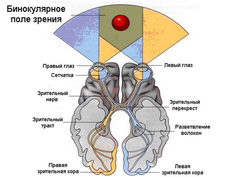 Определение парадоксальной точки зрения