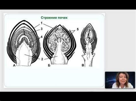 Определение побега