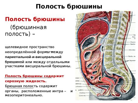 Определение понятия "бротп" у шипперов