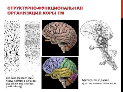 Определение понятия "на подкорке мозга"