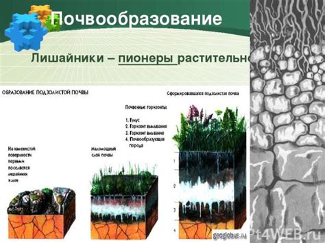 Определение понятия "пионеры растительности"