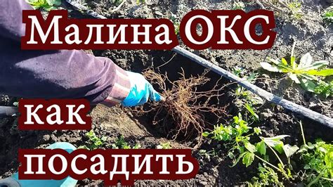 Определение понятия "саженец с открытой корневой системой"