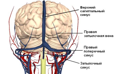 Определение поперечного синуса головного мозга