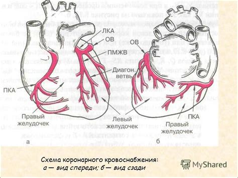 Определение правого типа коронарного кровоснабжения