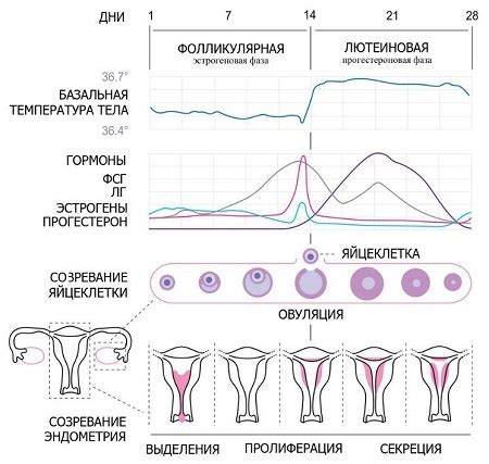 Определение преодоленного месячного цикла