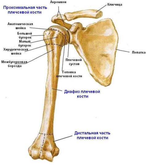 Определение проксимальной части