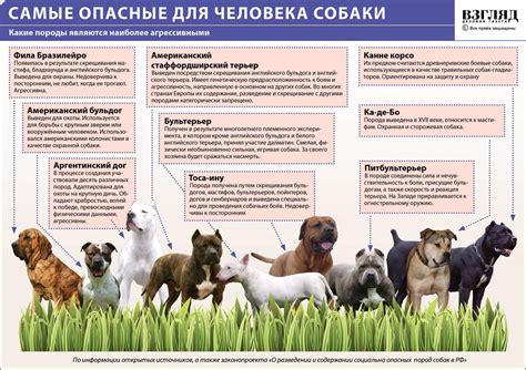 Определение развязанной собаки