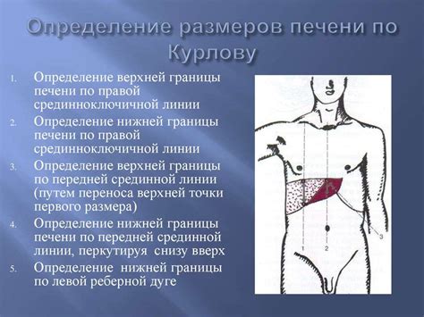 Определение ровных контуров печени