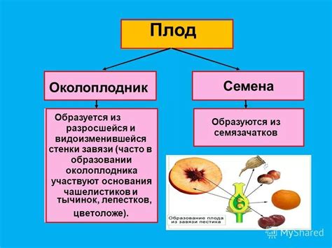 Определение самоплодного плода