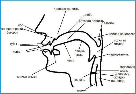 Определение серого аппарата