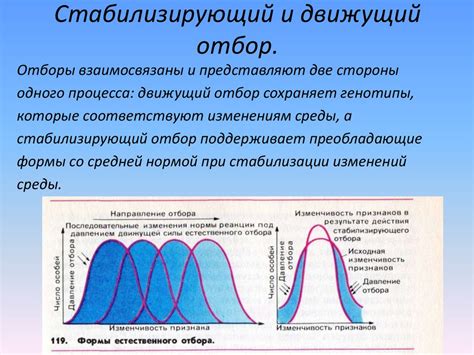 Определение стабилизирующего отбора