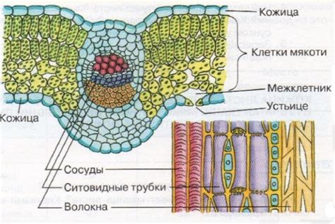 Определение туду листа