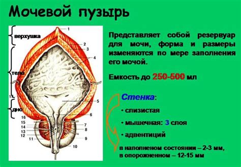 Определение тура мочевого пузыря у мужчин