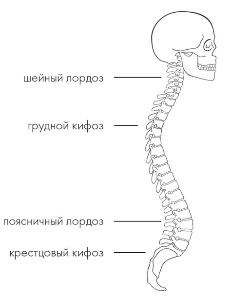 Определение фиксированного кифоза