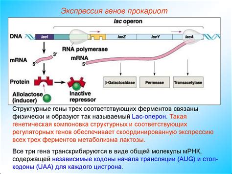 Определение экспрессии генов и ее роль в организме