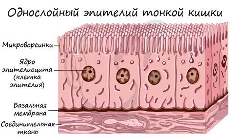 Определение эпителиальных клеток