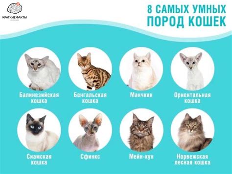 Определенные породы котов