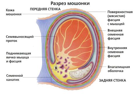 Опухшая мошонка: что это такое?