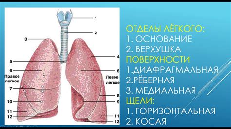 Опущение легкого: что это такое?